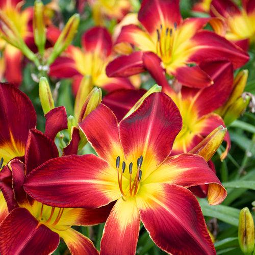 Daylily, Rainbow Rhythm® Ruby Spider Daylily - Image 4