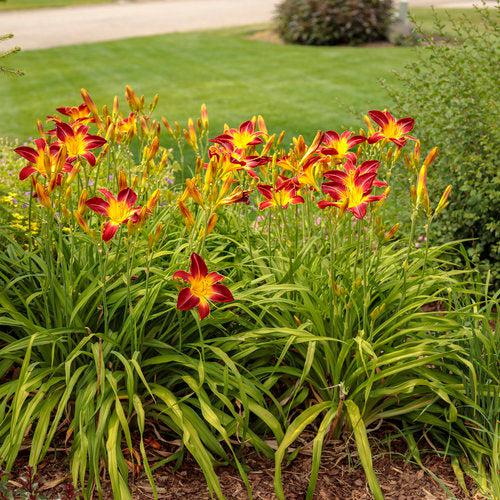 Daylily, Rainbow Rhythm® Ruby Spider Daylily - Image 5