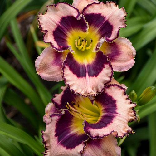 Daylily, Rainbow Rhythm® Sound of My Heart Daylily - Image 4