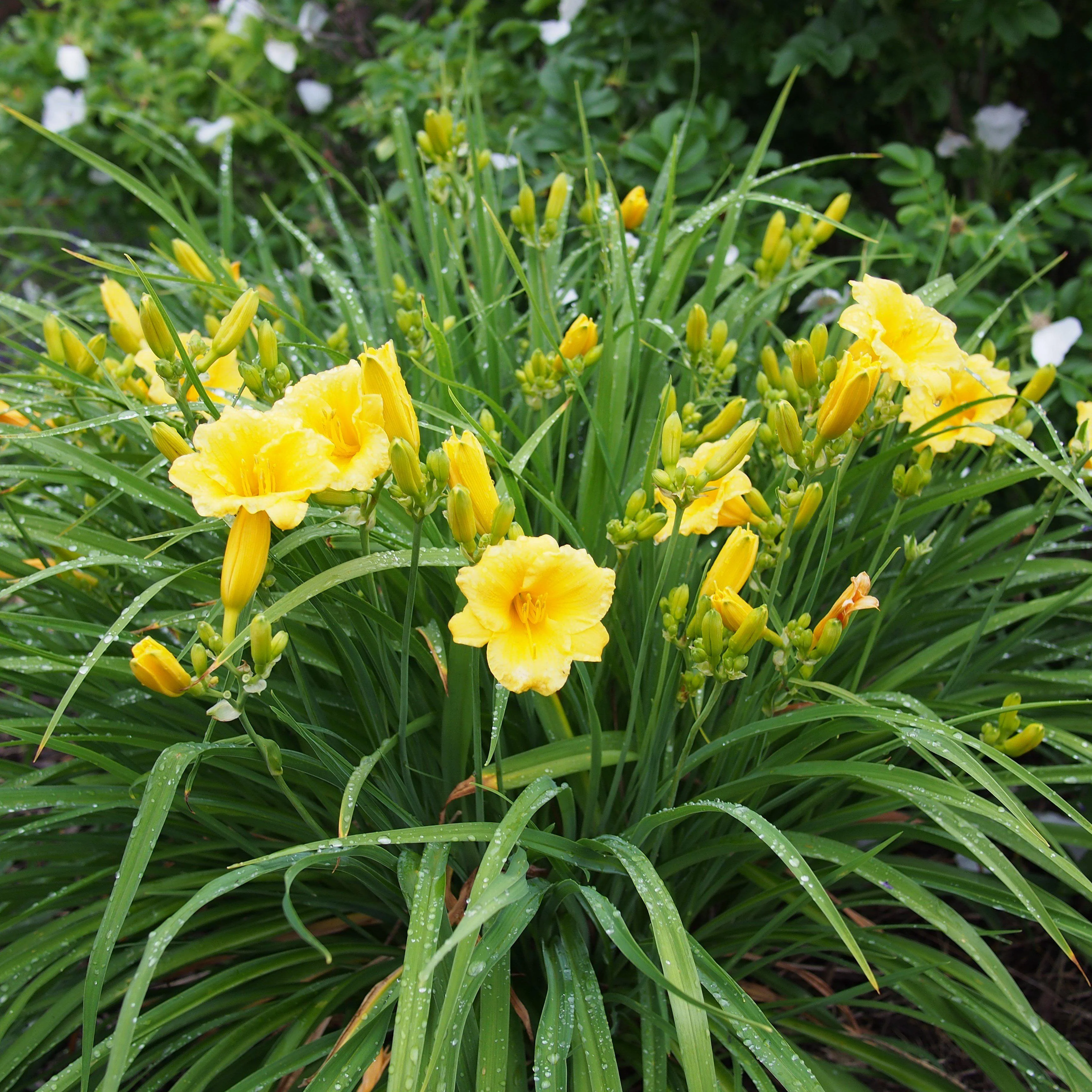 Daylily, Stella de Oro Daylily