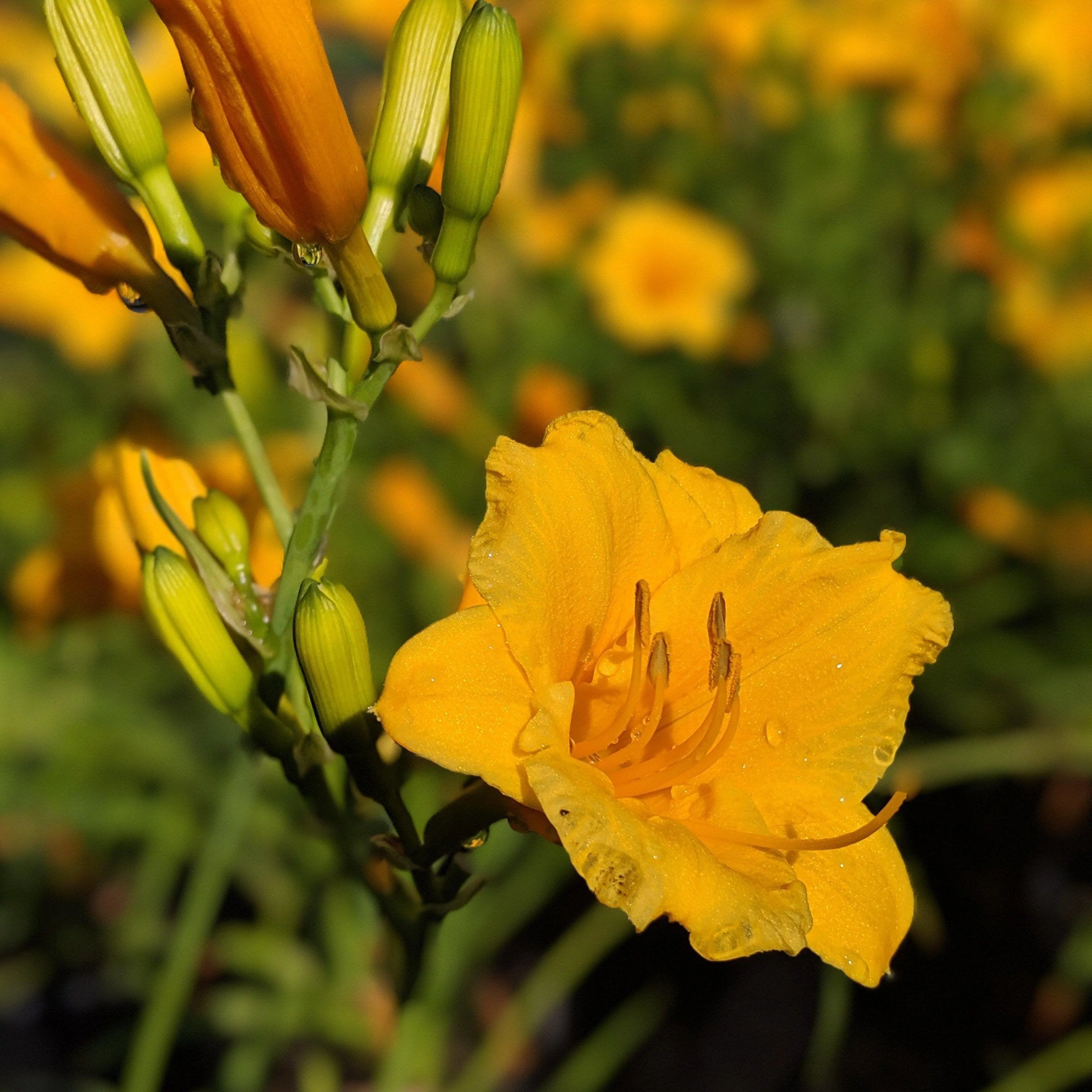 Daylily, Stella de Oro Daylily - Image 2