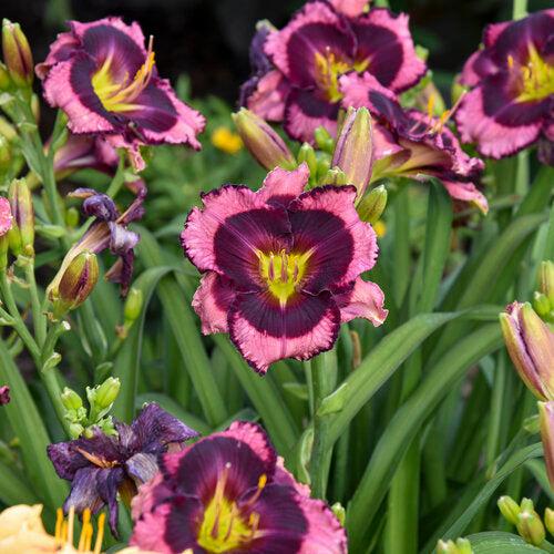 Daylily, PW® Rainbow Rhythm® Storm Shelter Daylily - Image 2