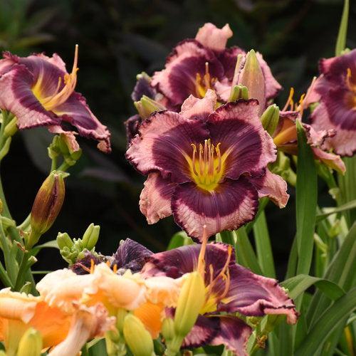 Daylily, PW® Rainbow Rhythm® Storm Shelter Daylily - Image 3