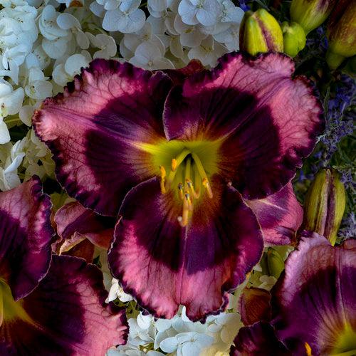 Daylily, PW® Rainbow Rhythm® Storm Shelter Daylily - Image 4