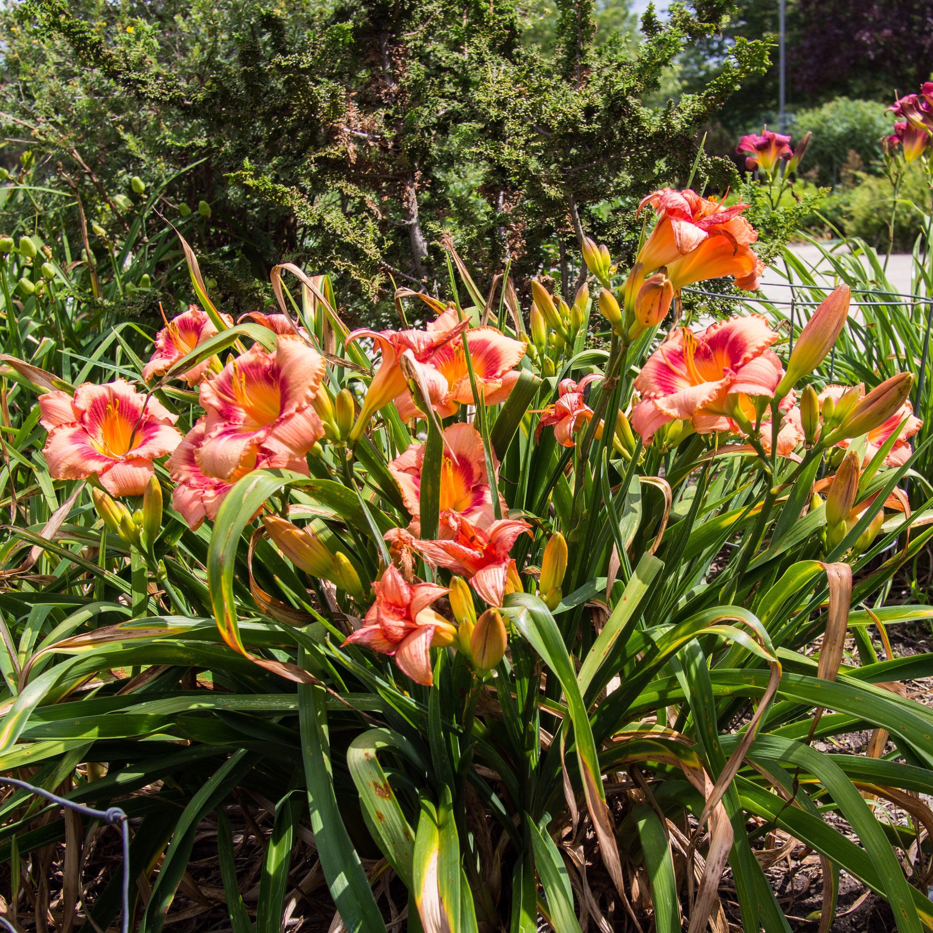 Daylily, Strawberry Candy Daylily - Image 2