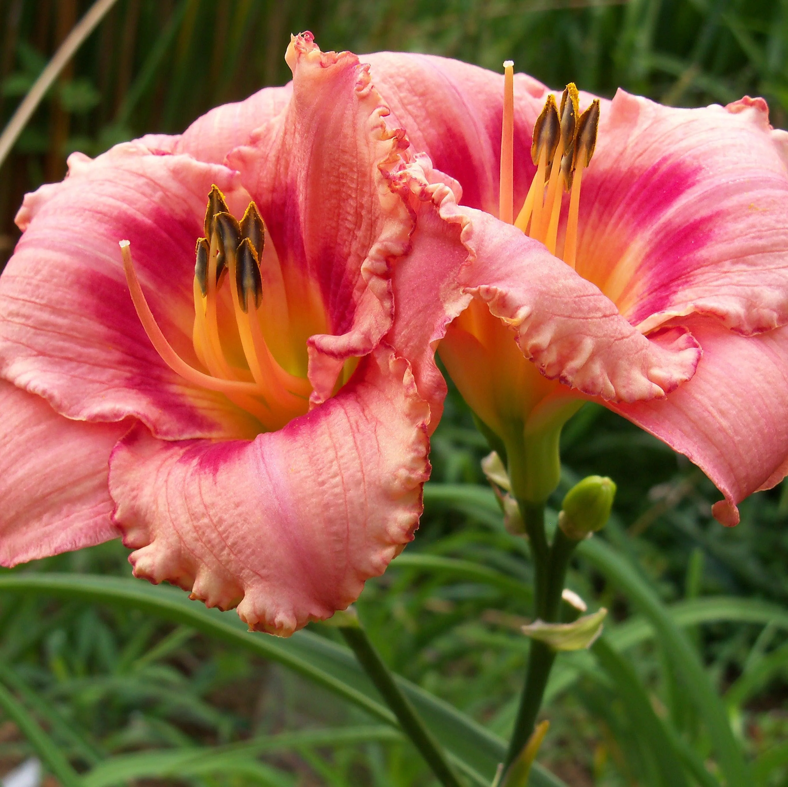 Daylily, Strawberry Candy Daylily - Image 3