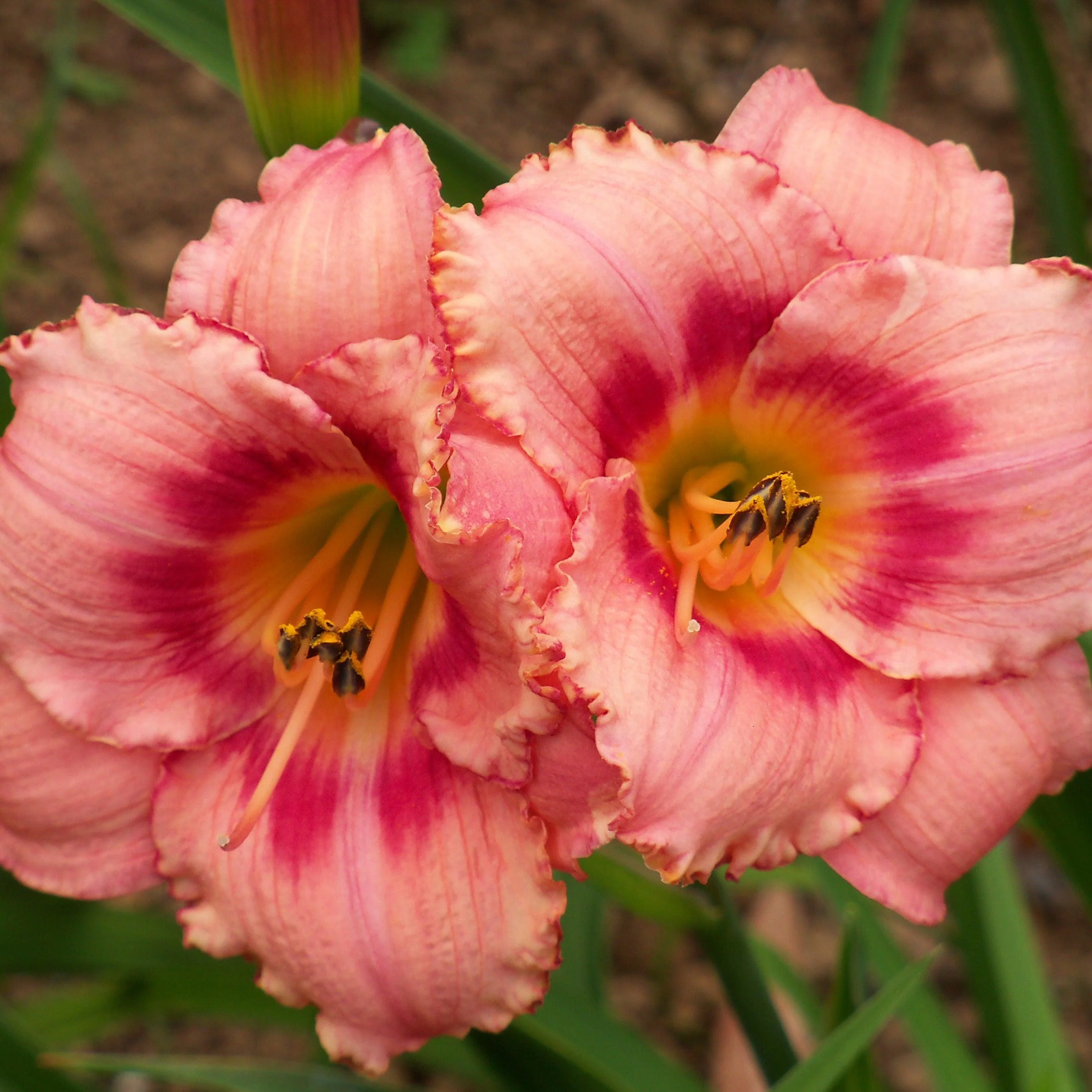 Daylily, Strawberry Candy Daylily - Image 4