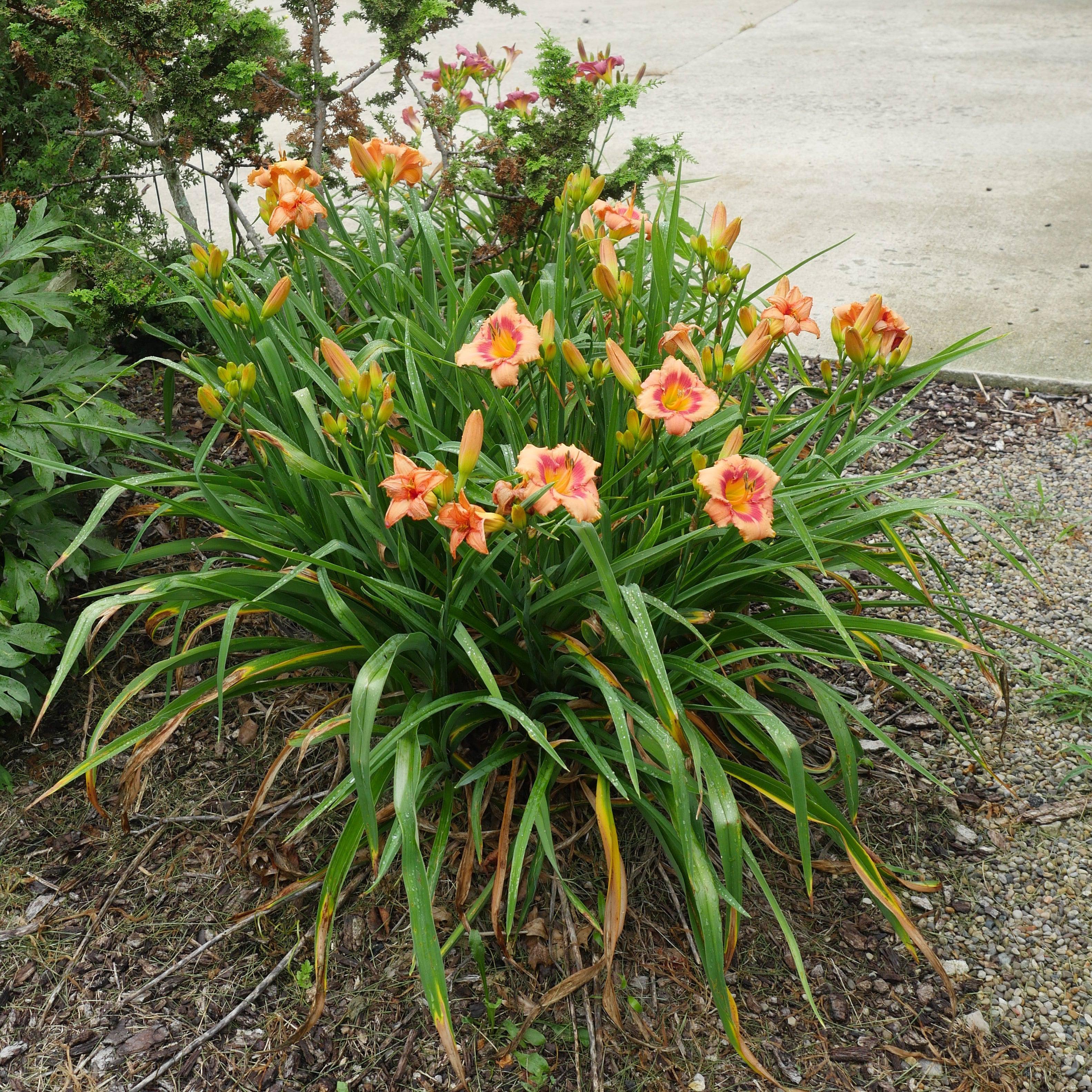 Daylily, Strawberry Candy Daylily - Image 5