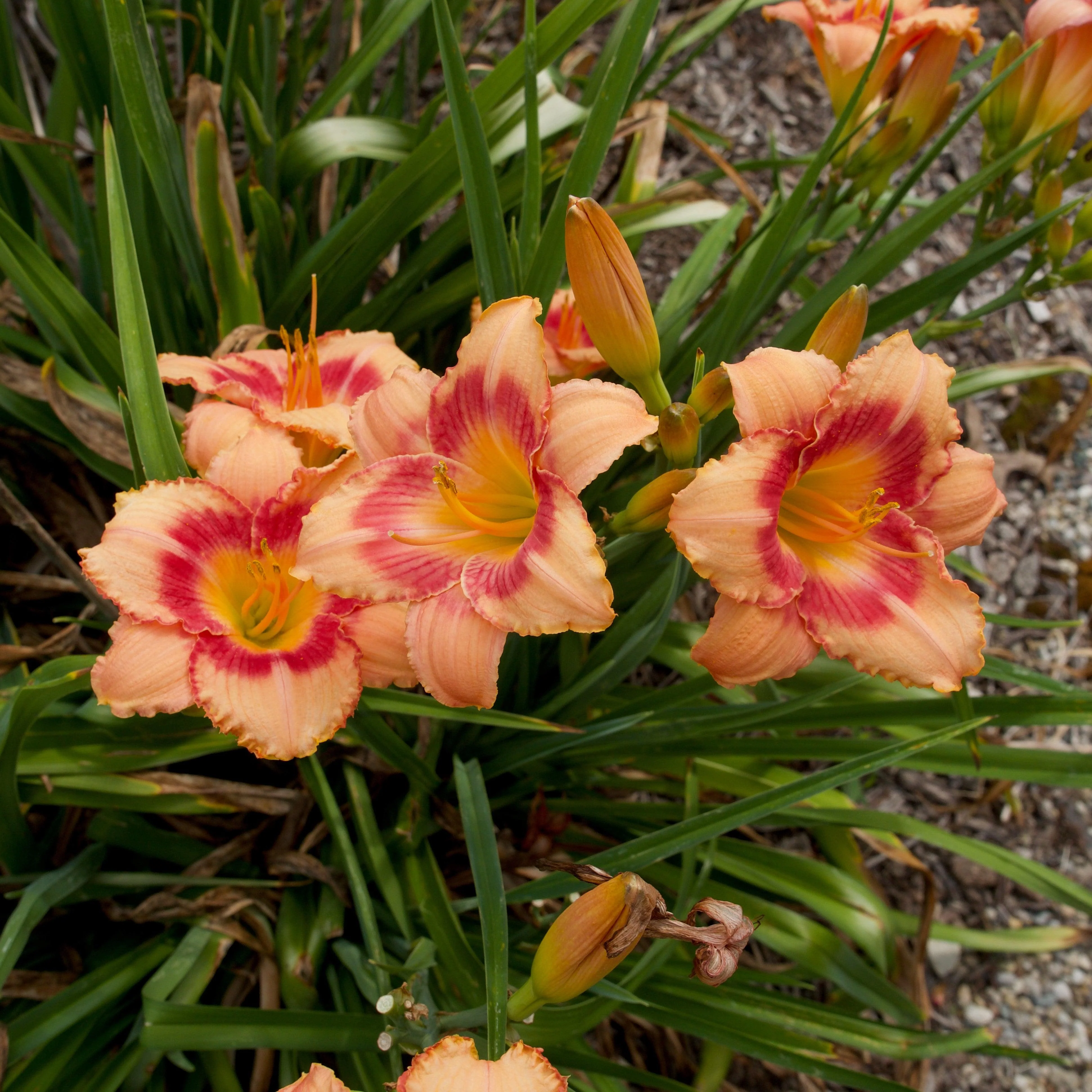 Daylily, Strawberry Candy Daylily - Image 6