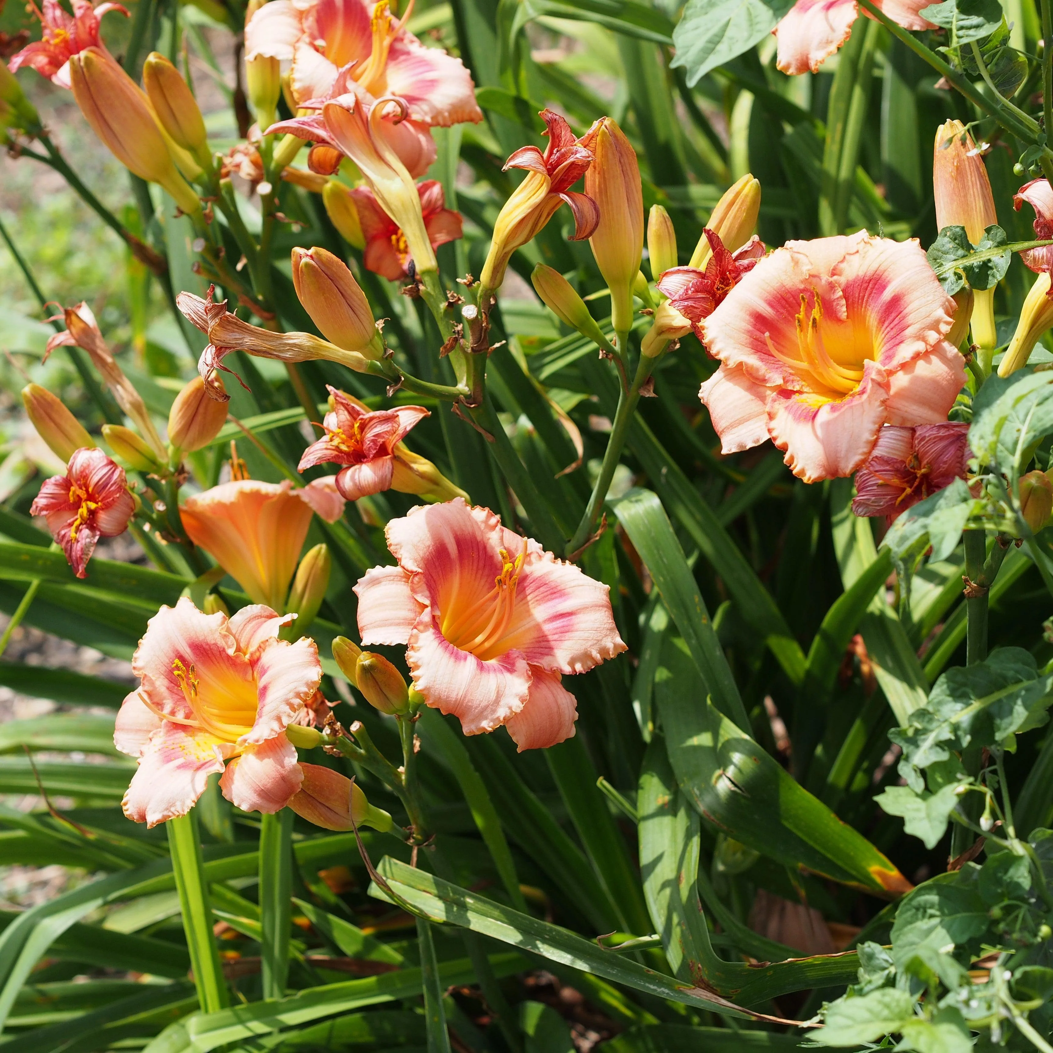 Daylily, Strawberry Candy Daylily - Image 7