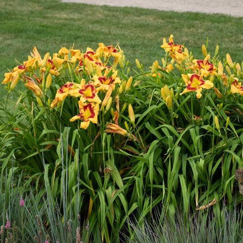 Daylily, Rainbow Rhythm® Tiger Swirl Daylily - Image 3