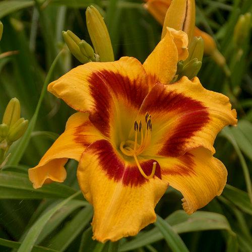 Daylily, Rainbow Rhythm® Tiger Swirl Daylily - Image 4