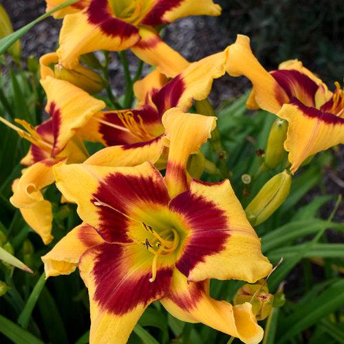 Daylily, Rainbow Rhythm® Tiger Swirl Daylily - Image 5