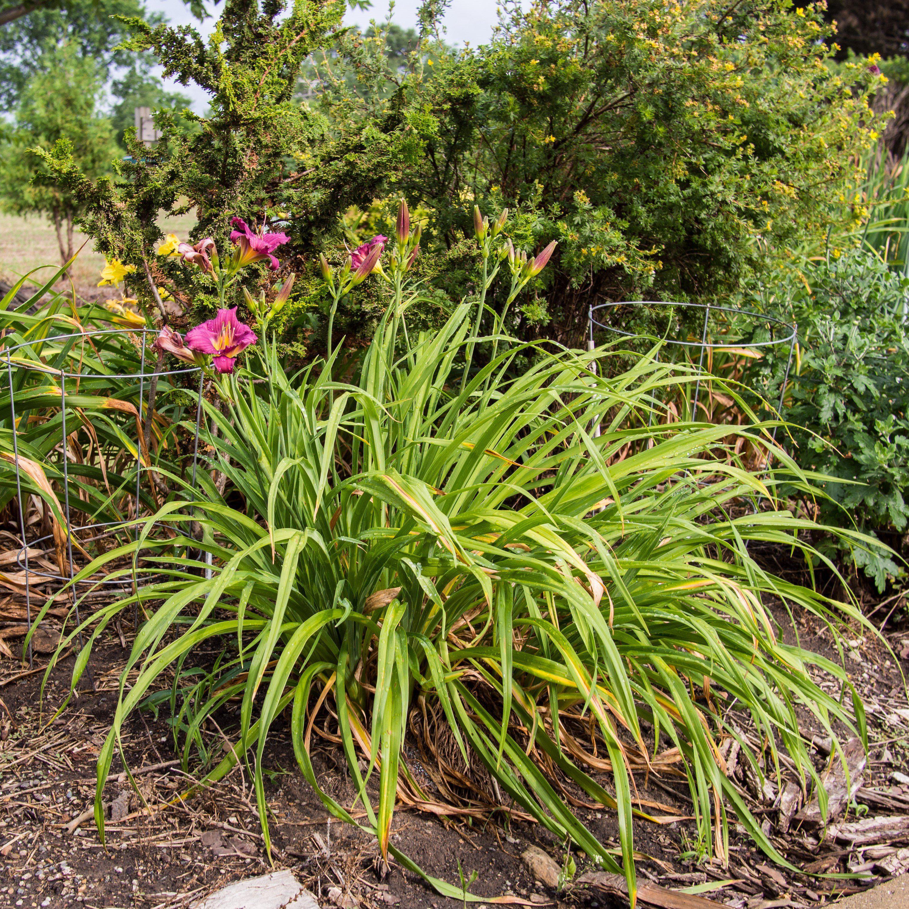 Daylily, Little Grapette Daylily - Image 3