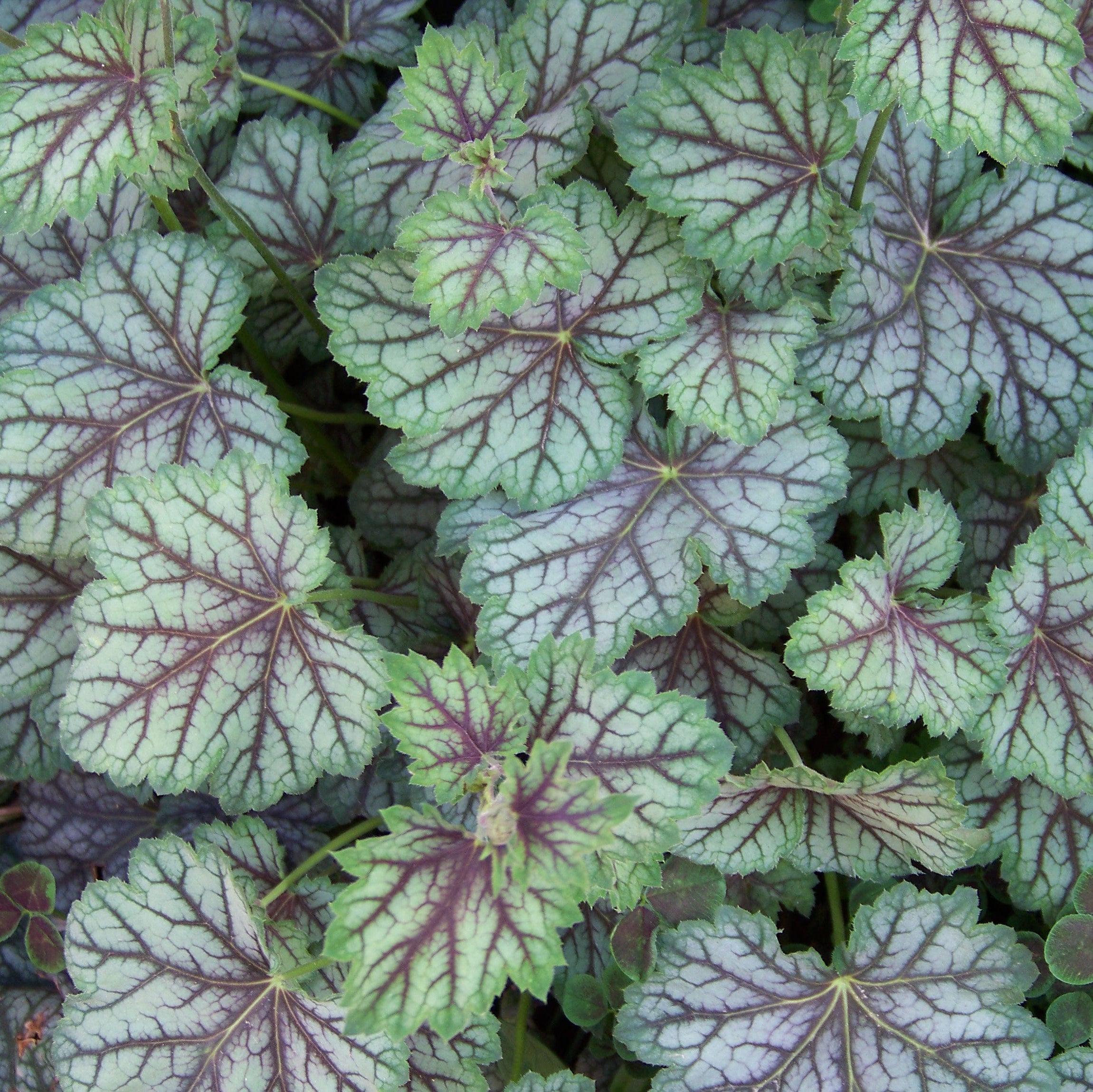 Coral Bells, Green Spice Coral Bells - Image 2
