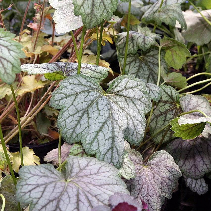 Coral Bells, Green Spice Coral Bells - Image 3