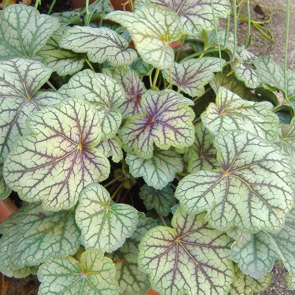 Coral Bells, Green Spice Coral Bells - Image 4