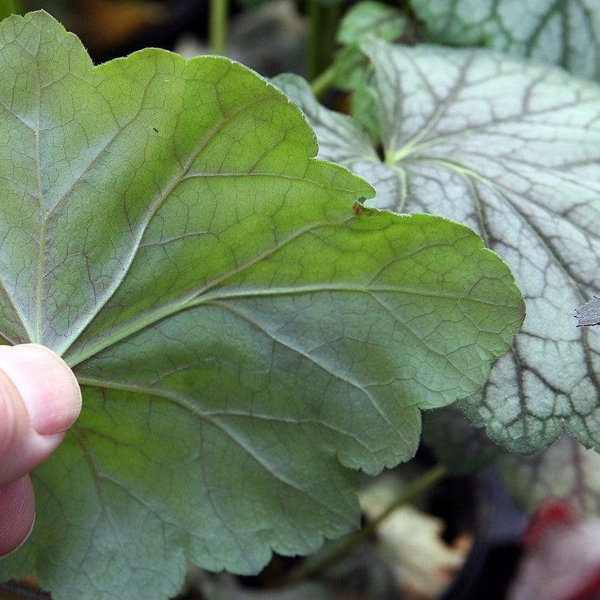 Coral Bells, Green Spice Coral Bells - Image 5