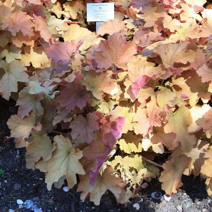 Coral Bells, Caramel Coral Bells - Image 2