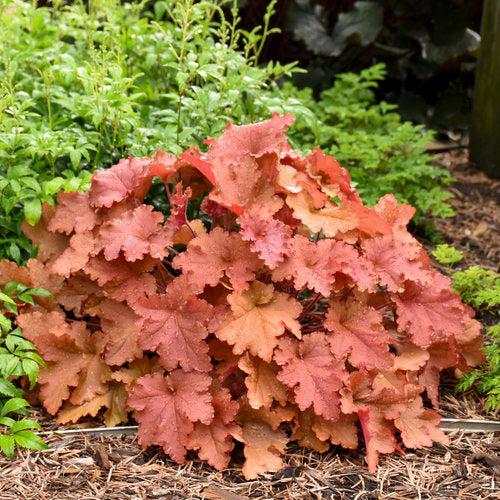 Coral Bells, Primo® Peachberry Ice Heuchera - Image 2