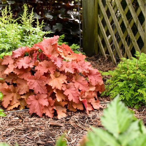 Coral Bells, Primo® Peachberry Ice Heuchera - Image 3