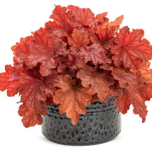 Coral Bells, Primo® Peachberry Ice Heuchera - Image 4
