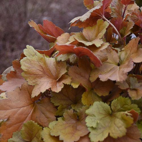 Coral Bells, Dolce® Toffee Tart Heuchera - Image 2