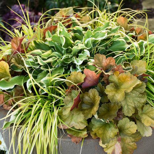 Coral Bells, Dolce® Toffee Tart Heuchera - Image 3