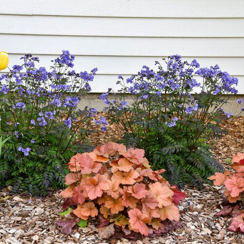 Coral Bells, Dolce® Toffee Tart Heuchera - Image 4