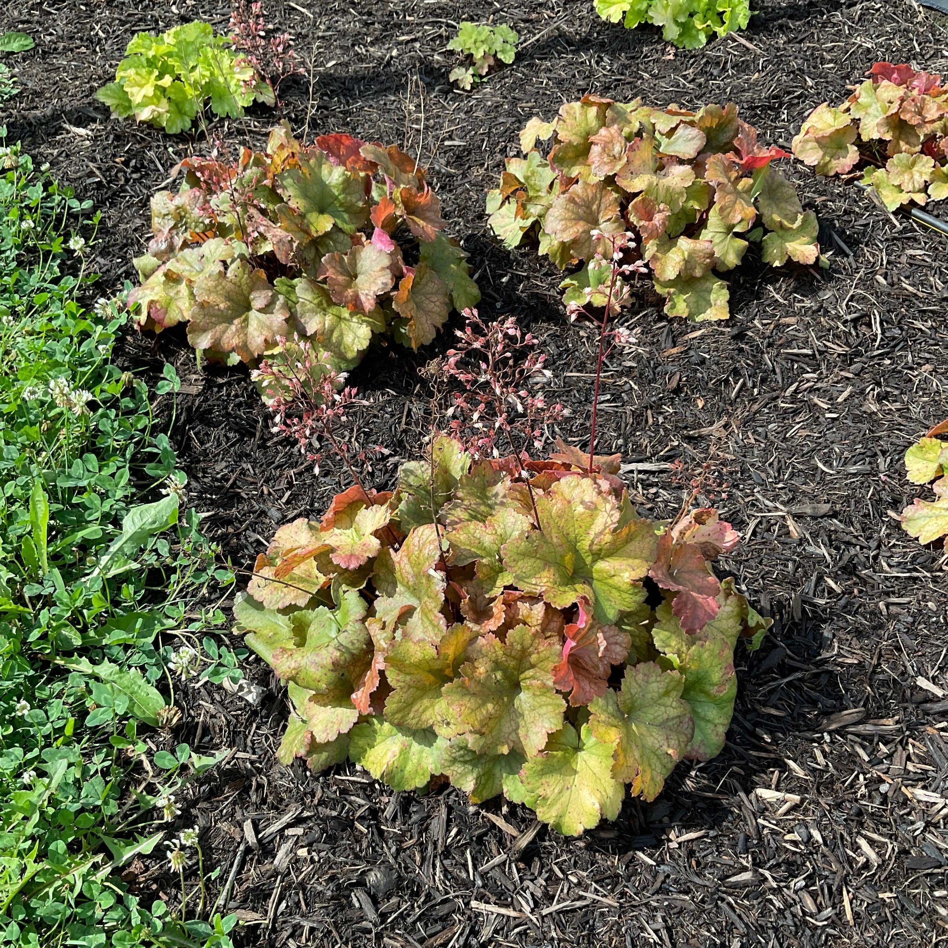 Coral Bells, Dolce® Toffee Tart Heuchera - Image 5