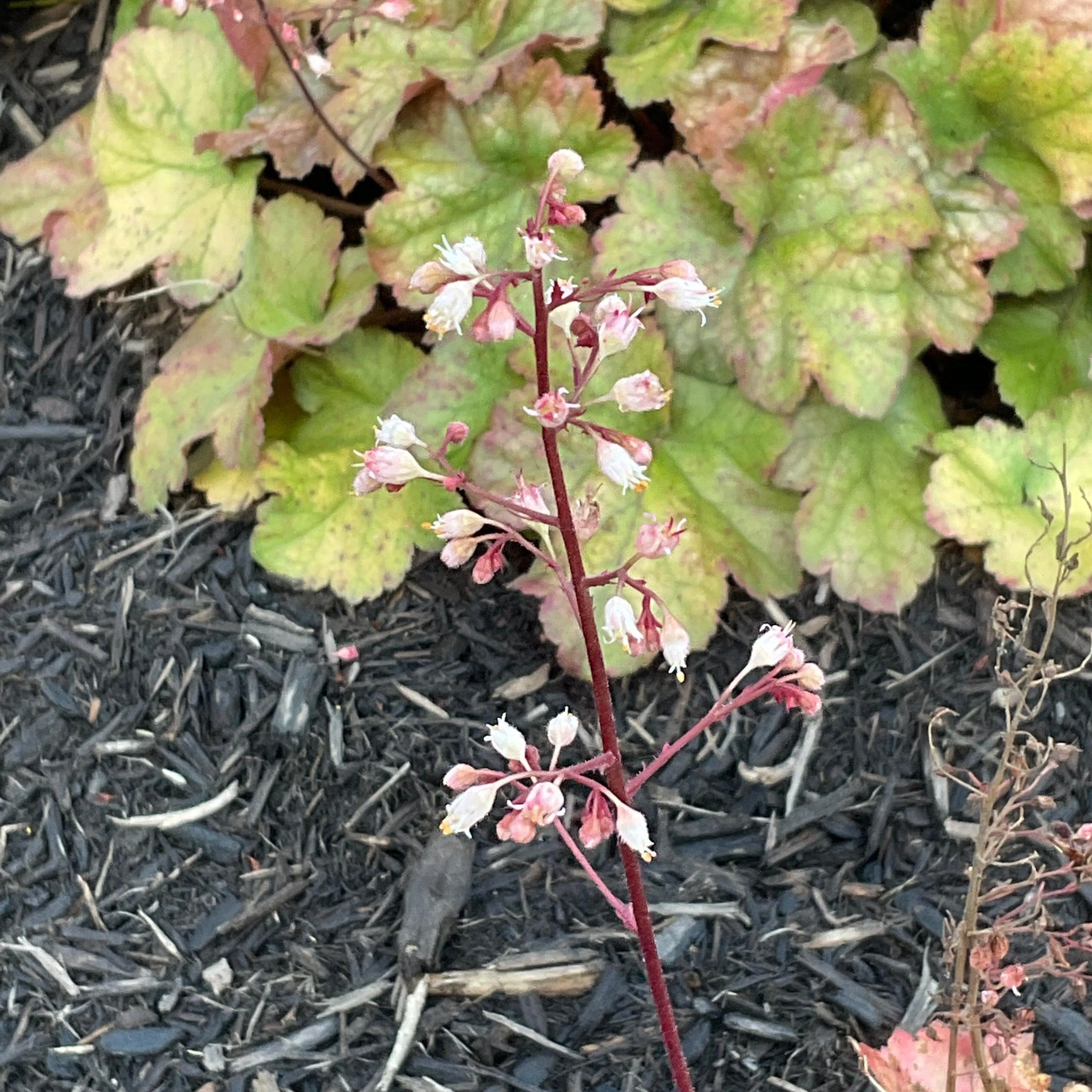 Coral Bells, Dolce® Toffee Tart Heuchera - Image 6