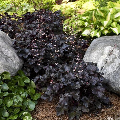 Coral Bells, Primo® Black Pearl Coral Bells - Image 2