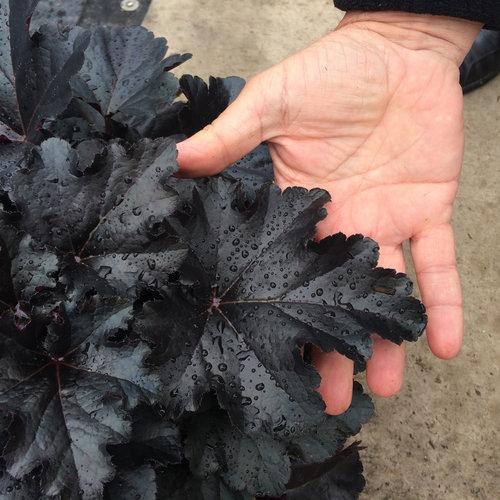 Coral Bells, Primo® Black Pearl Coral Bells - Image 3
