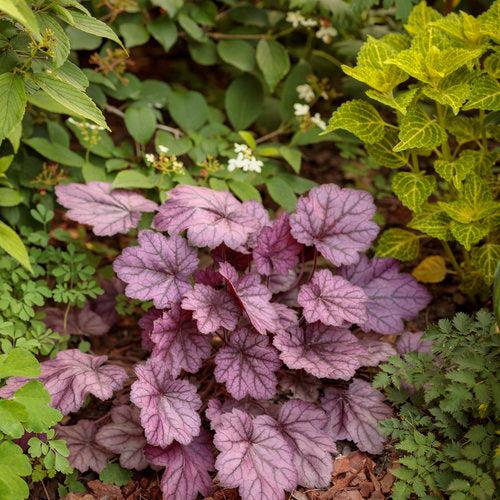 Coral Bells, Primo® Wild Rose Heuchera - Image 4