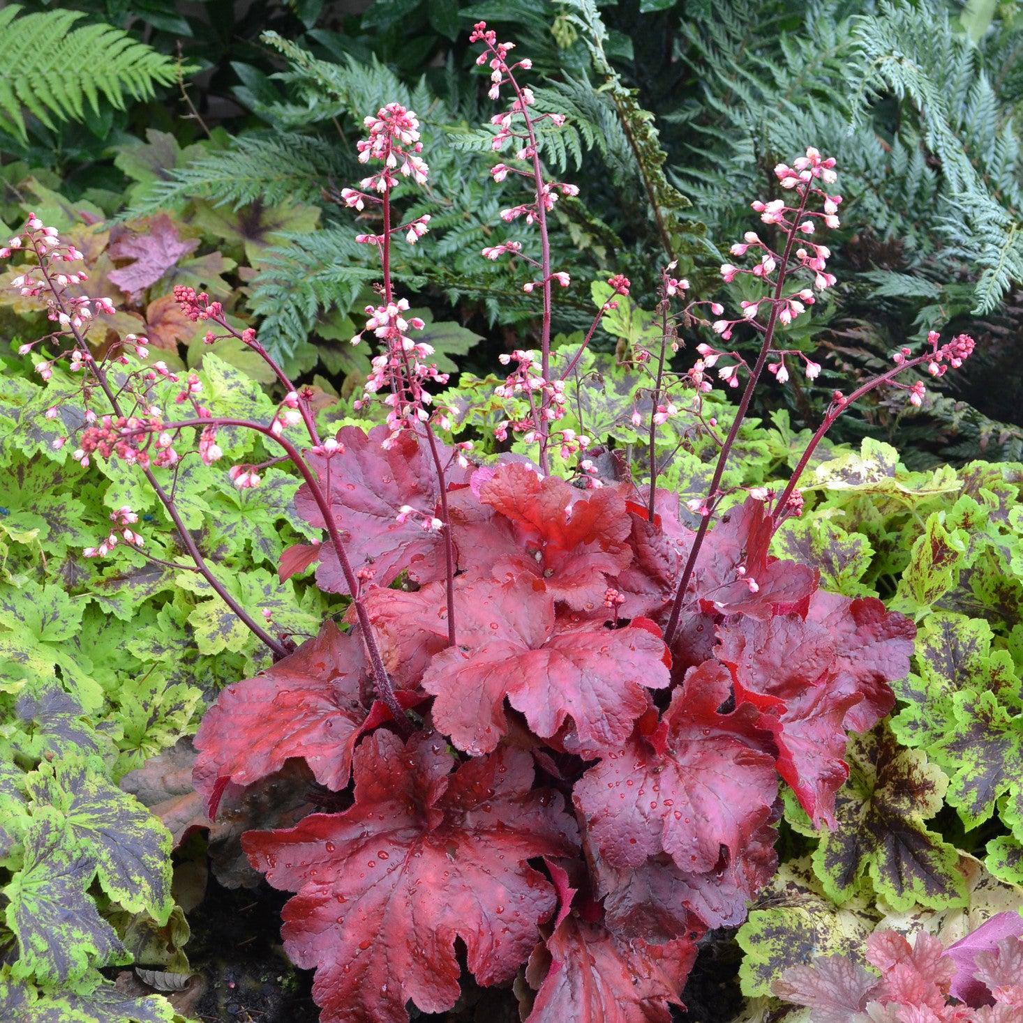 Coral Bells, Fire Alarm Heuchera - Image 2