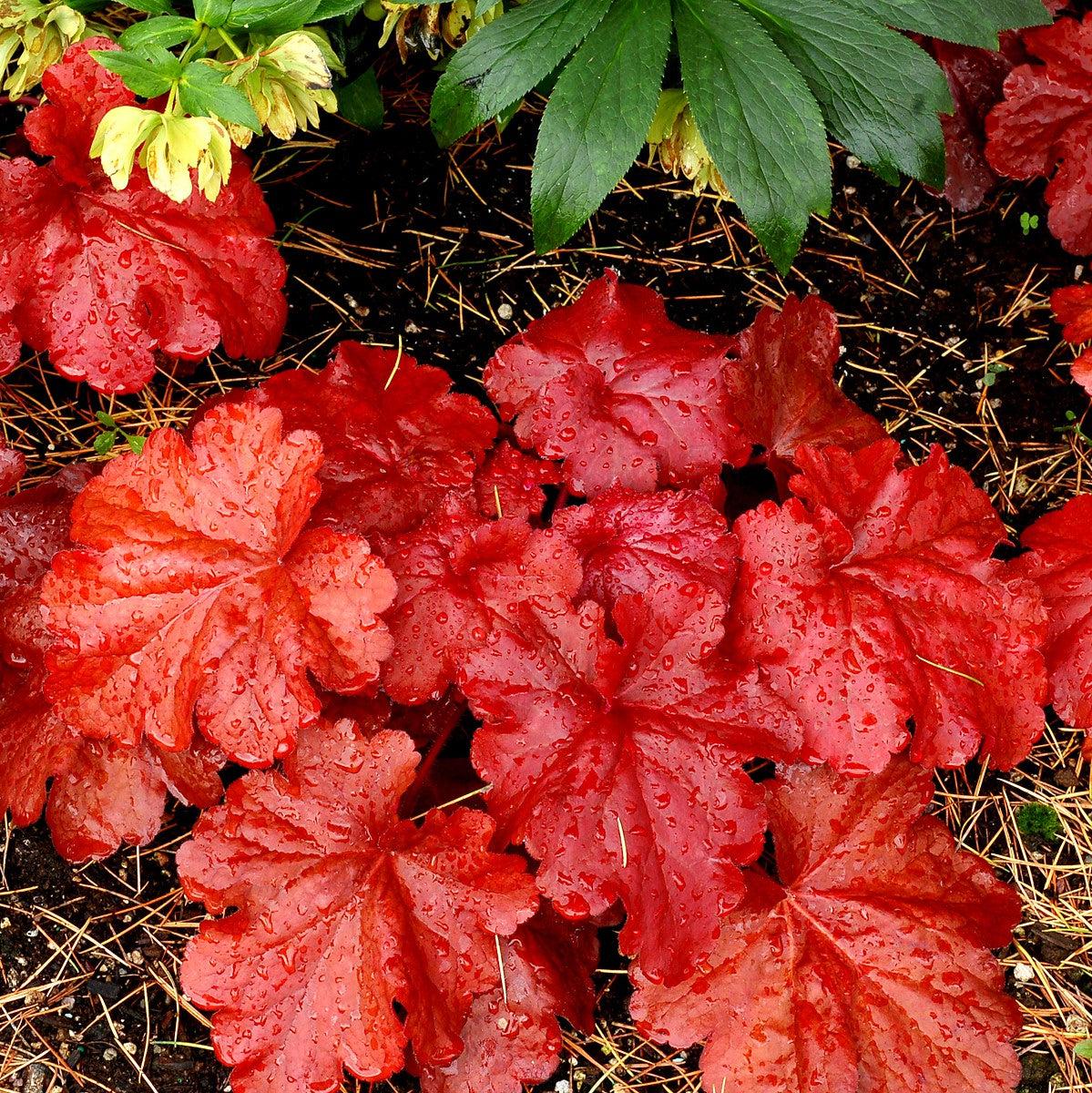 Coral Bells, Fire Alarm Heuchera - Image 3