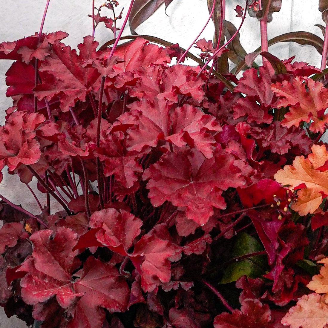Coral Bells, Fire Alarm Heuchera - Image 4