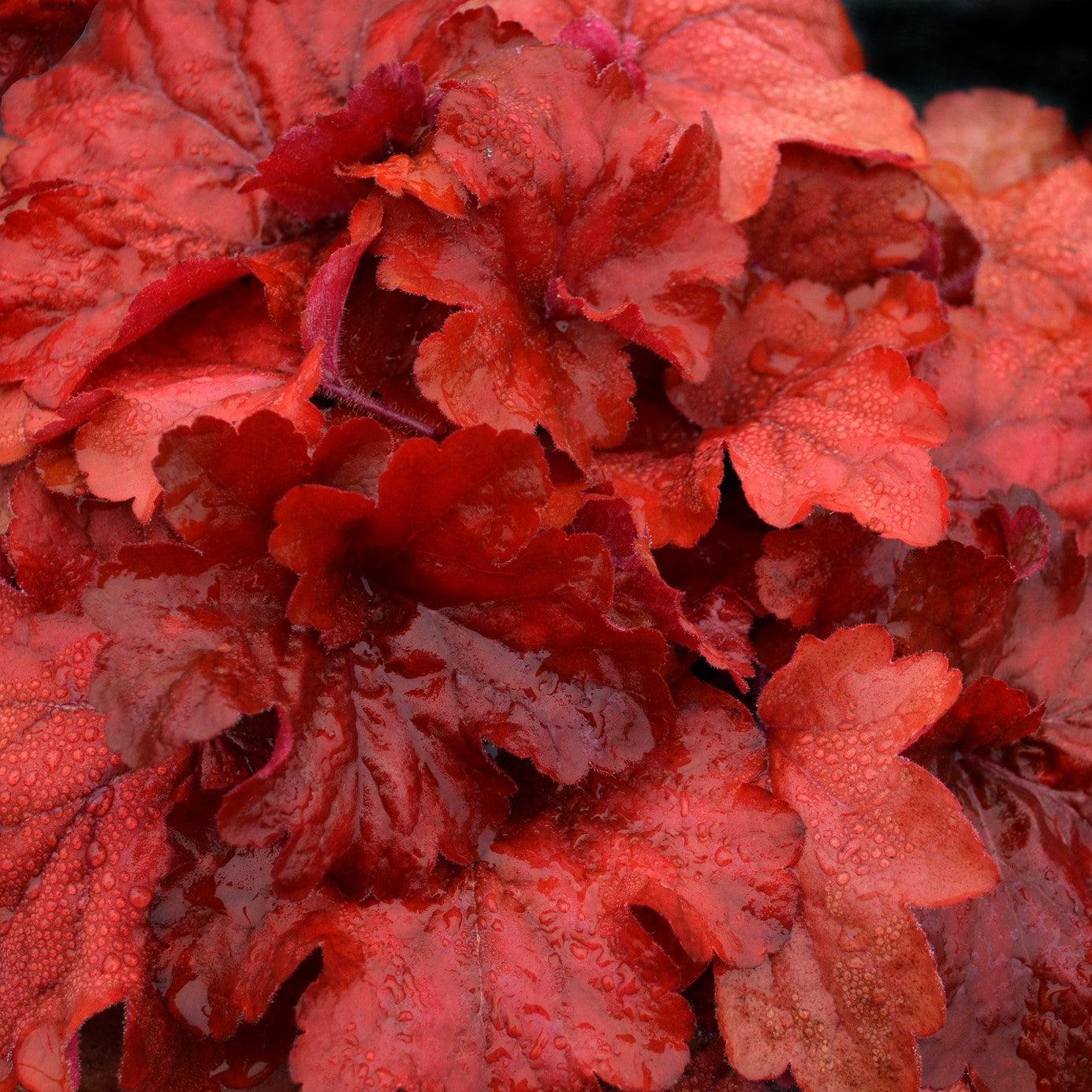 Coral Bells, Fire Alarm Heuchera - Image 5