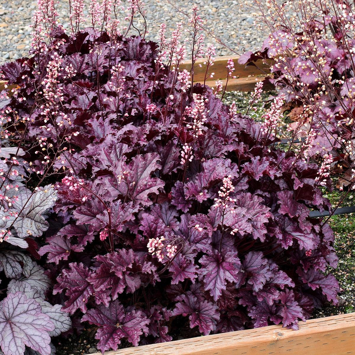 Coral Bells, Forever® Purple Coral Bells - Image 2