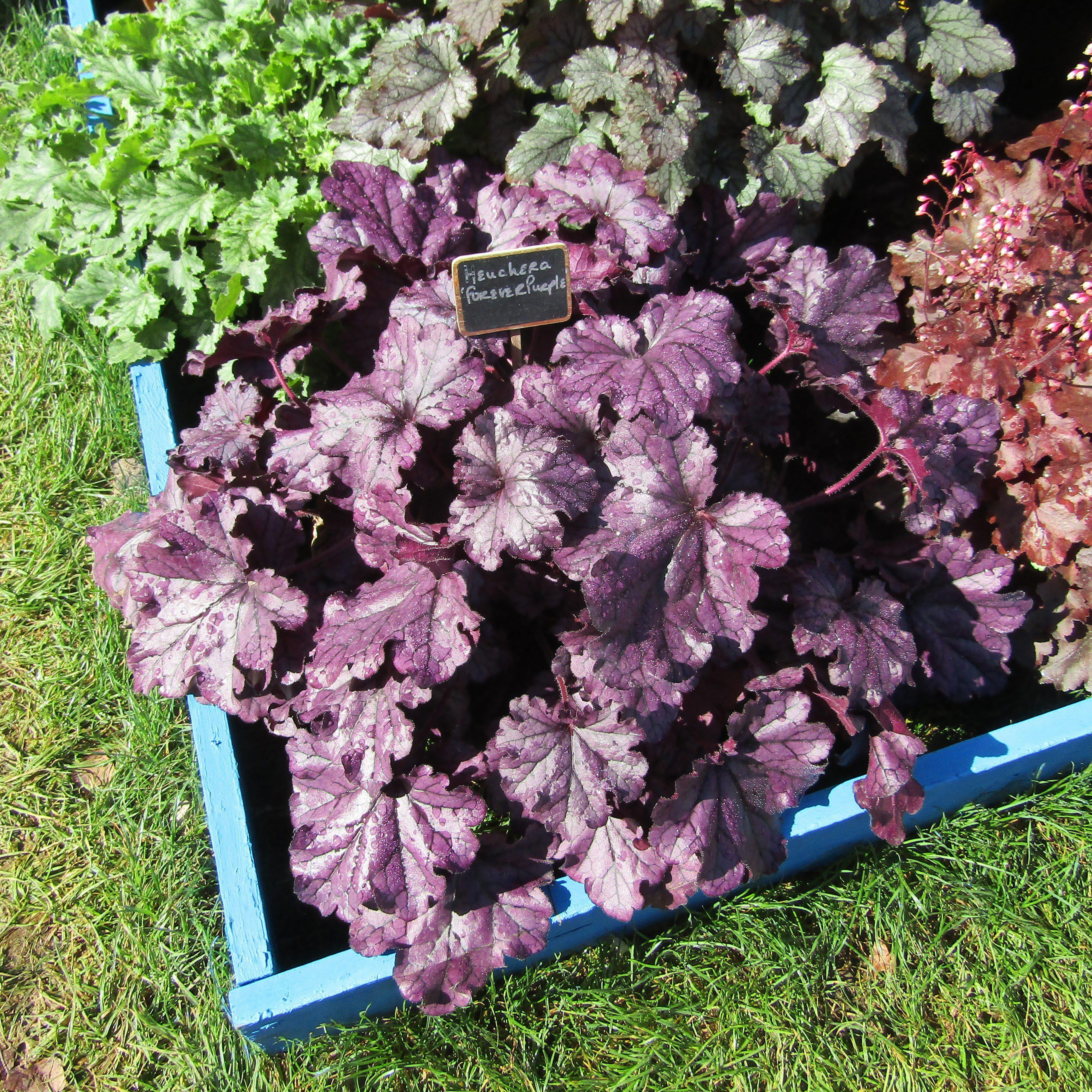 Coral Bells, Forever® Purple Coral Bells - Image 3