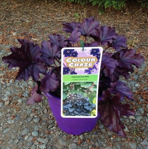 Coral Bells, Forever® Purple Coral Bells - Image 4