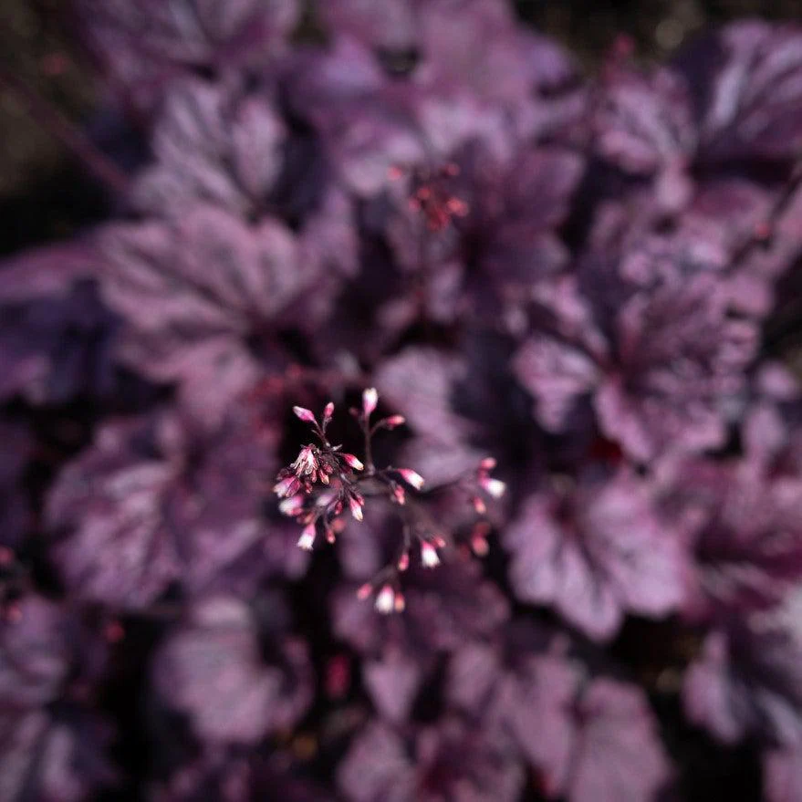 Coral Bells, Forever® Purple Coral Bells - Image 5