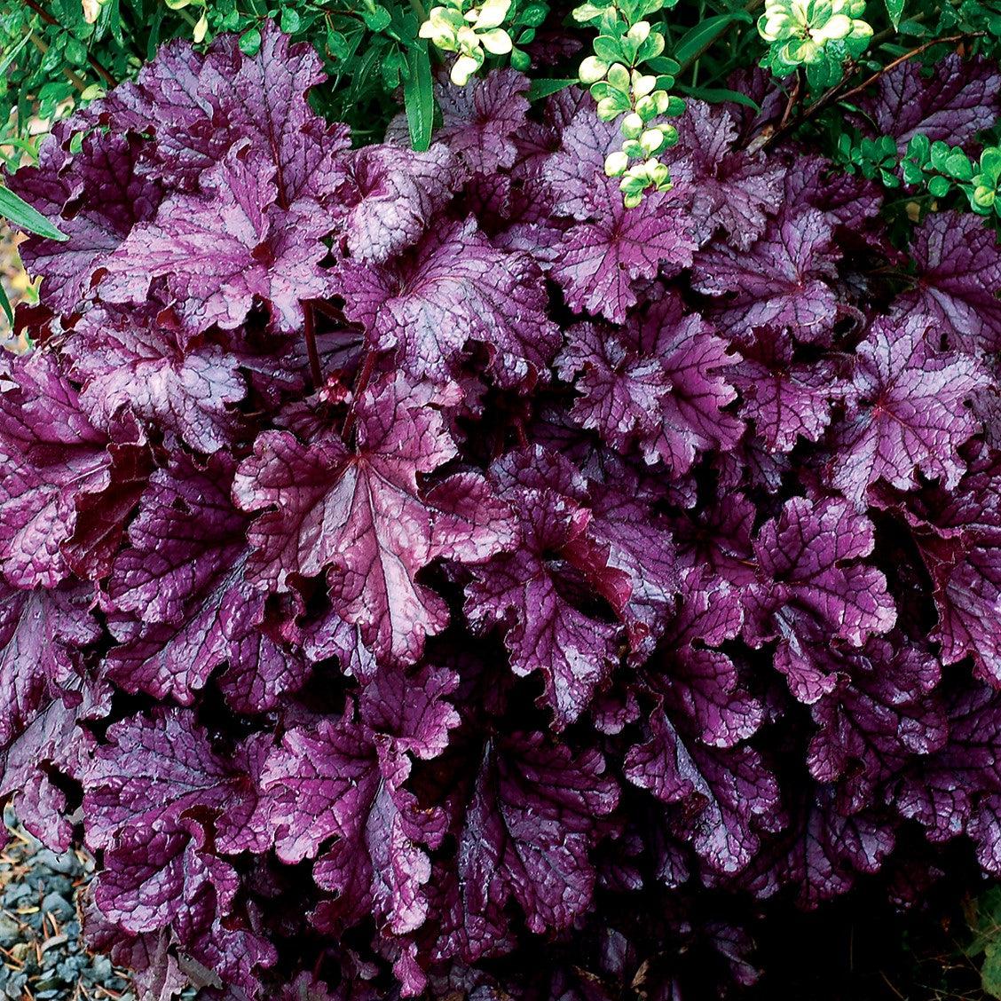 Coral Bells, Forever® Purple Coral Bells - Image 6