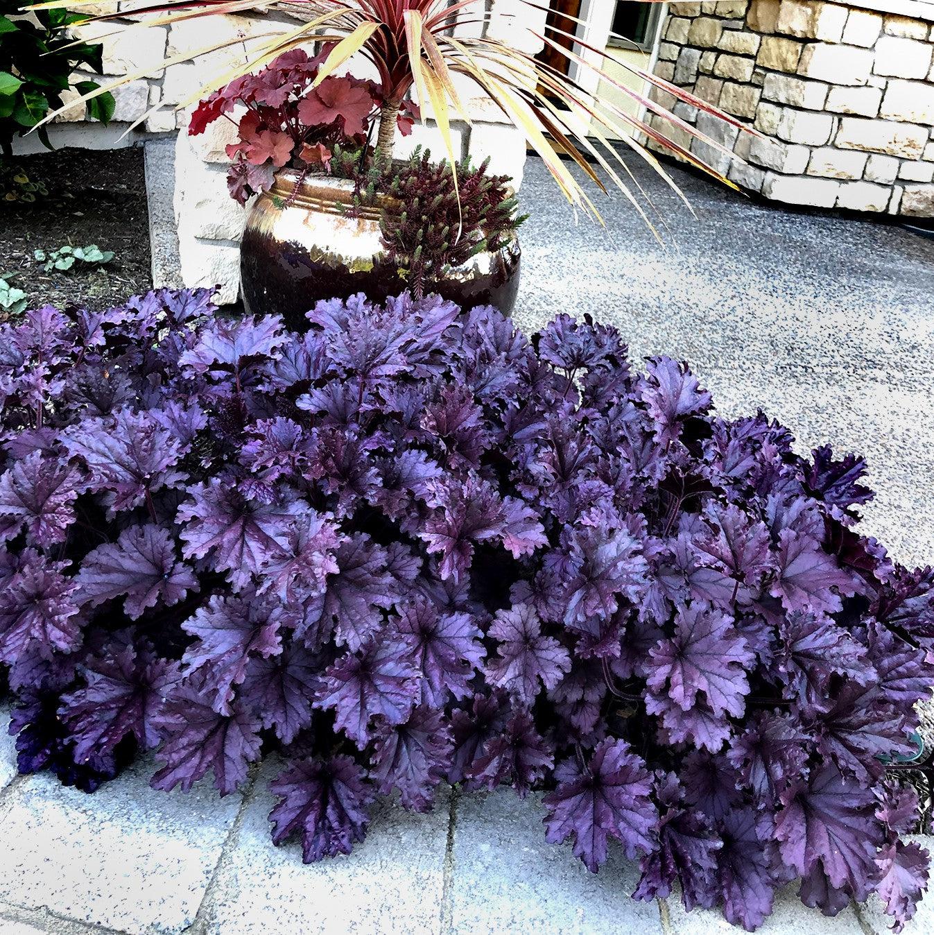 Coral Bells, Forever® Purple Coral Bells - Image 7