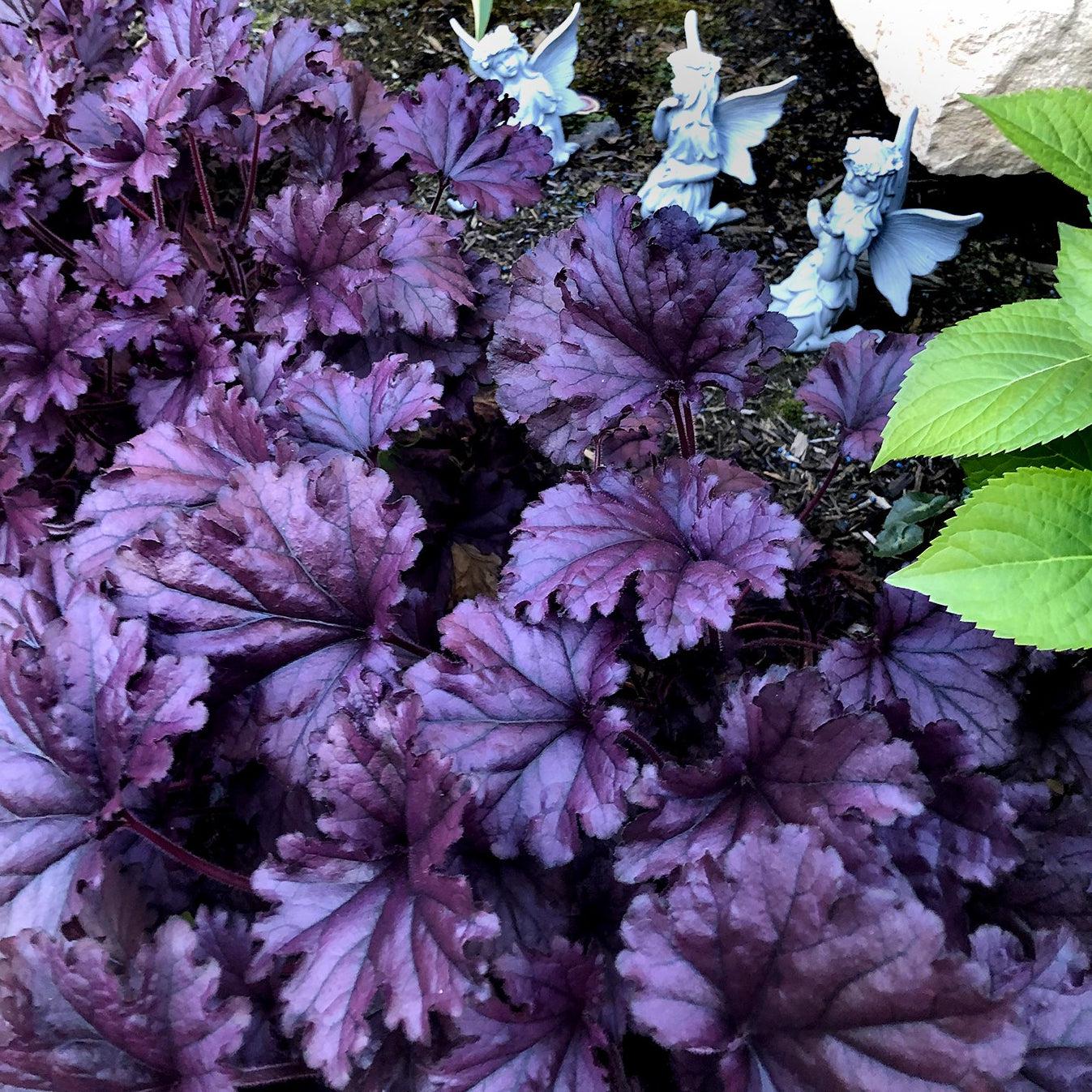 Coral Bells, Forever® Purple Coral Bells - Image 8
