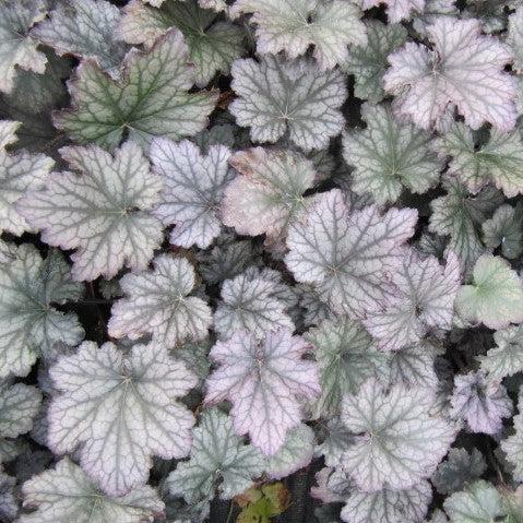 Coral Bells, Frosted Violet Coral Bells