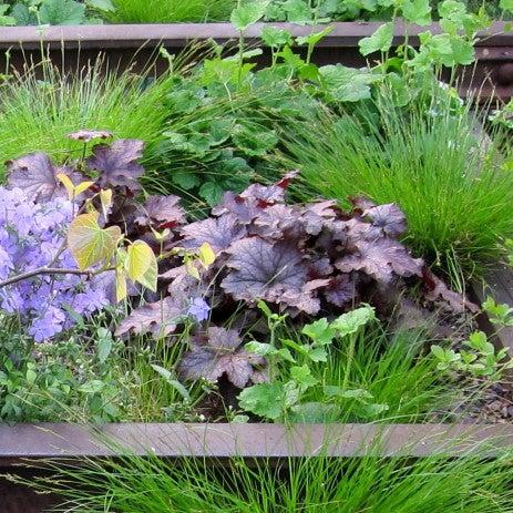 Coral Bells, Frosted Violet Coral Bells - Image 2