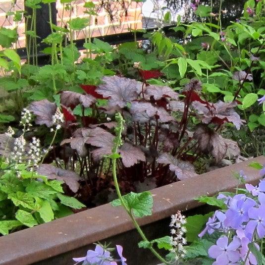 Coral Bells, Frosted Violet Coral Bells - Image 3