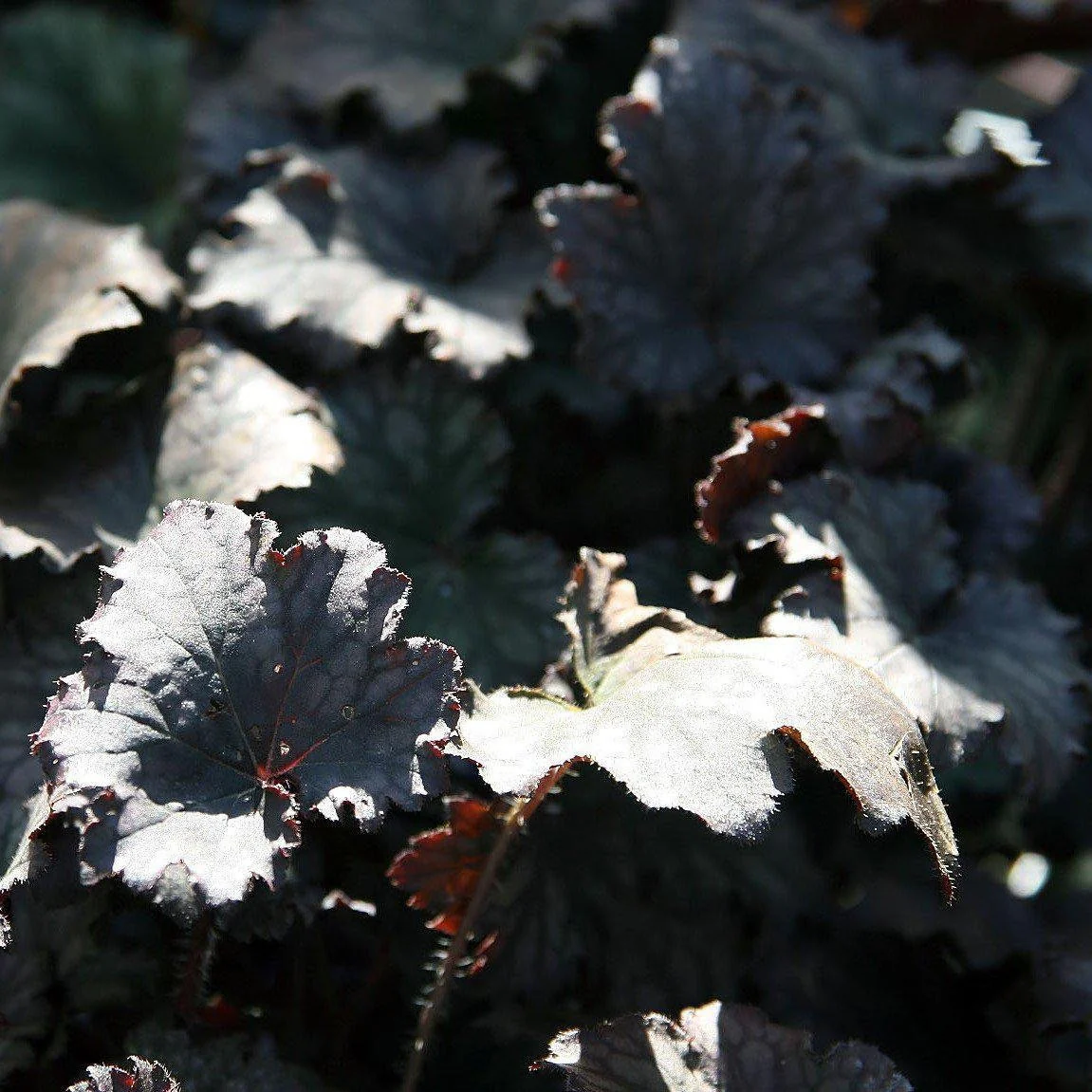 Coral Bells, Frosted Violet Coral Bells - Image 4