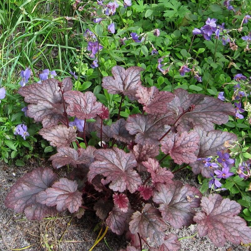 Coral Bells, Plum Pudding Coral Bells - Image 2